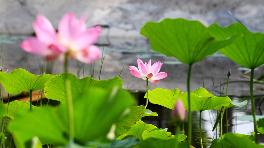 邯郸广平：荷风送香入画来 满池夏色惹人醉